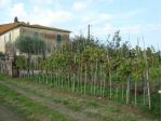 Colonica in vendita a Larciano 240 mq  Rif: 885505