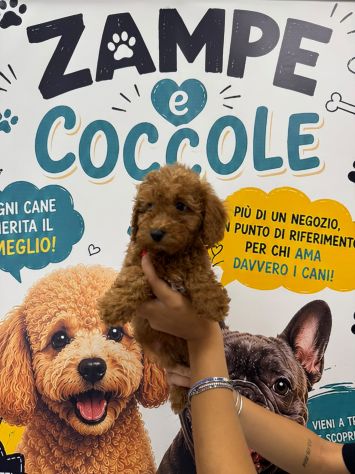 Cuccioli Bassotti barboncini toy , maschi e femmine rosso e albicocca