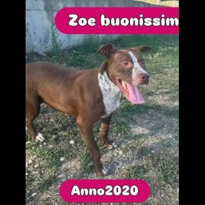 ZOE NON CE LA FA' PIÙ CANE IN ADOZIONE - Foto 8