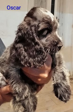 Cucciolo cocker spaniel inglese Blu roano - Foto 7