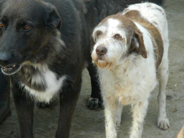 CARLOTTA, dolce spinoncina bianca e ocra - Foto 3