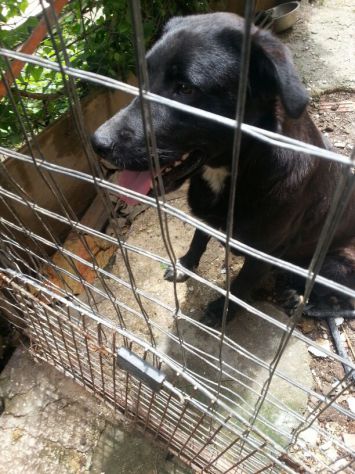 Meraviglioso cucciolone mix labrador - Foto 2