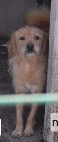 ZUCCHERO 6 ANNI 15 KG - Foto 2