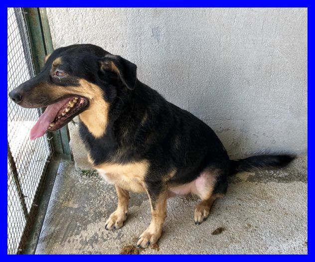 NEO, DOLCISSIMO CAGNOLINO SOLO IN CANILE CERCA CASA - Foto 4