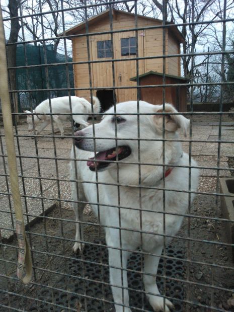 DAFNE cerca famiglia - Foto 3
