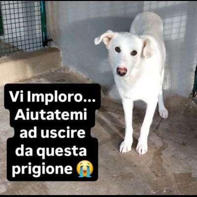 IVAN HA UN ANIMO BUONISSIMO,  CANE IN ADOZIONE, COMPATIBILE ANCHE CON I GATTI - Foto 2