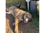 JOHNNY DOLCISSIMO LUPETTO CERCA CASA CUCCIOLO IN ADOZIONE