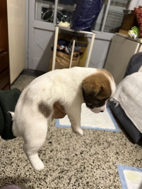 Cuccioli di jack Russell - Foto 7