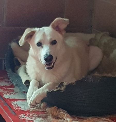 Oliver taglia grande, va d’accordo con cani e gatti