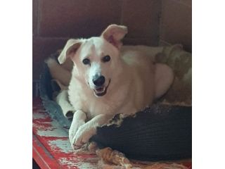 Oliver taglia grande, va d’accordo con cani e gatti