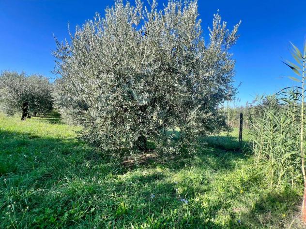 Agricolo in Via Colle Rasto - Foto 5