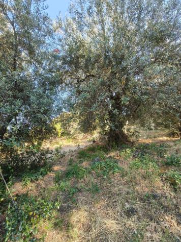 Terreno Edificabile in vendita a Trecastagni - Foto 18