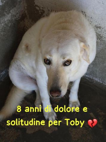 TOBI 8 ANNI taglia media grande ORA E’ IN CANILE - Foto 2
