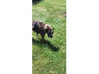 PENSIONE CASALINGA PER CANI