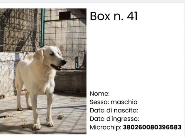 CECINO 14 ANNI 15 KG IN CANILE DA 14 ANNI