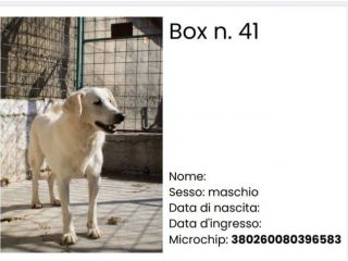 CECINO 14 ANNI 15 KG IN CANILE DA 14 ANNI