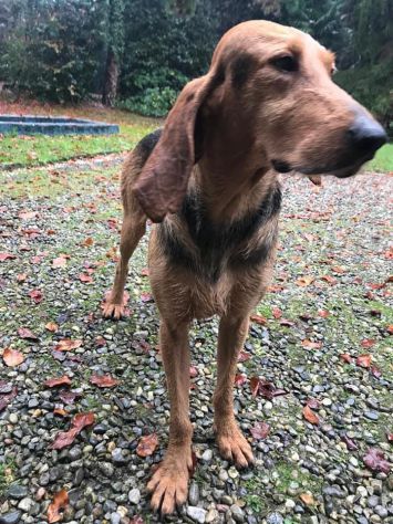 DRAGO, segugio italiano a pelo forte - Foto 4