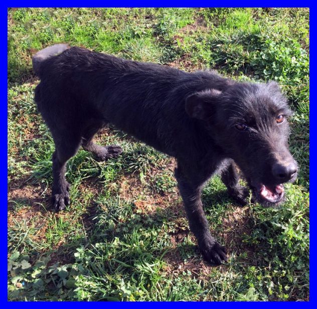 SMILZO, TENERO CAGNOLINO CERCA CASA - Foto 6