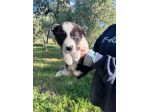 PENELOPE 2 MESI CERCA CASA - FUTURA TAGLIA MEDIO ABBONDANTE (25-30 kg)