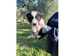 PENELOPE 2 MESI CERCA CASA - FUTURA TAGLIA MEDIO ABBONDANTE (25-30 kg)