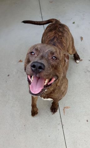Pitbull 5/6anni tigrato equilibrato dalla cantina al canile! PARMA