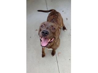 Pitbull 5/6anni tigrato equilibrato dalla cantina al canile! PARMA