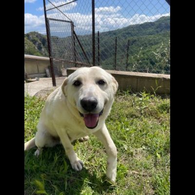 Splendida EDWIGE SIMIL LABRADOR CANE IN ADOZIONE - Foto 6