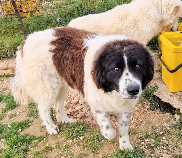 MARGOT,MERITA UNA MERAVIGLIOSA ADOZIONE! - Foto 9