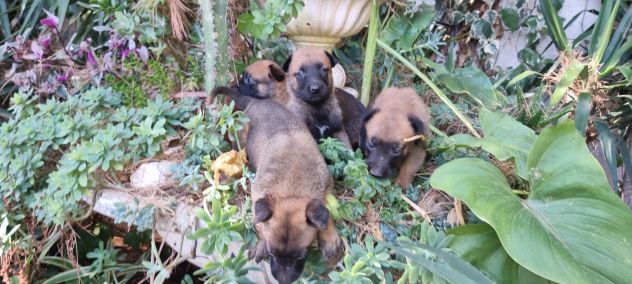 Allevamento Pastore Belga Malinois Cuccioli con pedigree Napoli Salerno