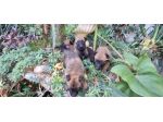 Allevamento Pastore Belga Malinois Cuccioli con pedigree Napoli Salerno