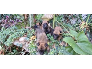 Allevamento Pastore Belga Malinois Cuccioli con pedigree Napoli Salerno