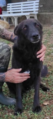 CAGNOLINO IN ADOZIONE - Foto 2