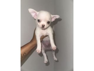 Chihuahua toy
