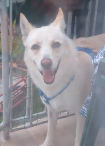 Cesare 1anno e giร 2abbandoni..presto di nuovo in strada.PUGLIA - Foto 3