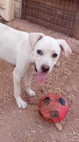 GRETA, 10 MESI (01/12/25), TROVATA AD ELEMOSINARE CIBO E COCCOLE - Foto 2