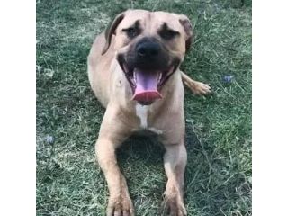 OTIS VIVACE ALLEGRO, MENDICA CAREZZE CANE IN ADOZIONE