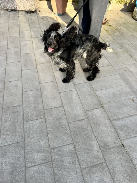 CUCCIOLO DI SPRINGER SPANIEL