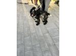 CUCCIOLO DI SPRINGER SPANIEL
