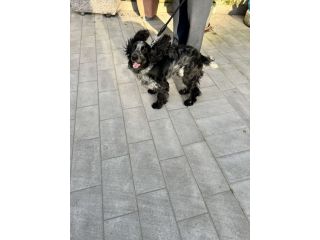 CUCCIOLO DI SPRINGER SPANIEL