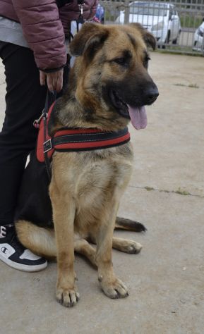 Diana , simil pastore da adottare in canile - Foto 2