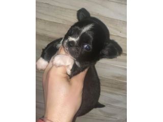 Chihuahua