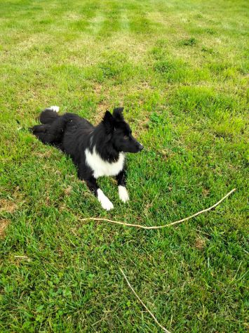 vitalizio per animali domestici - Foto 5