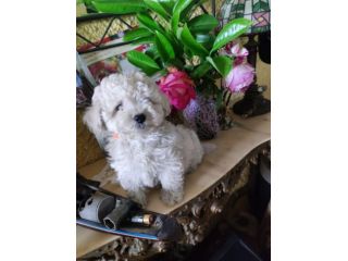 Maschietto Maltipoo dolcissimo