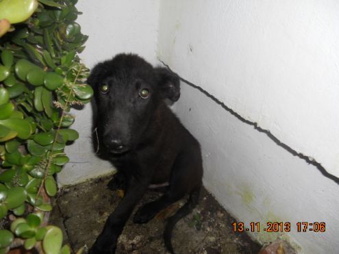 OSCAR, cucciolo bellissimo - Foto 2