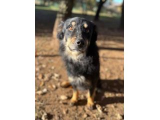 Tobia
