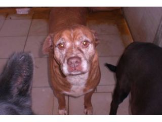 VENERE, mix Dogue de Bordeau