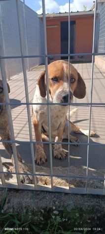BENNY CAGNOLINO IN ADOZIONE - Foto 4