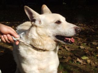 PINCO PALLINO, cagnolino buffo e simpatico