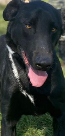 CANE IN ADOZIONE: AARON - Foto 9