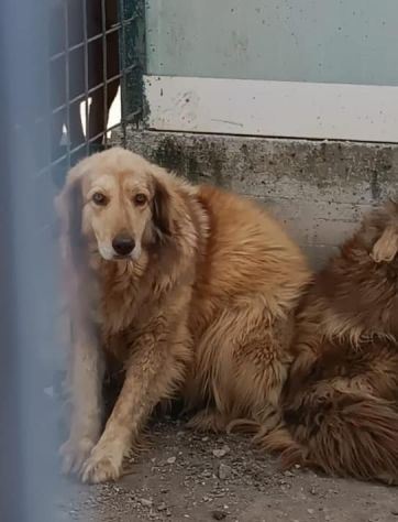 MERLINO E ANACLETO FRATELLI INSEPARABILI CANI IN ADOZIONE DI COPPIA - Foto 3